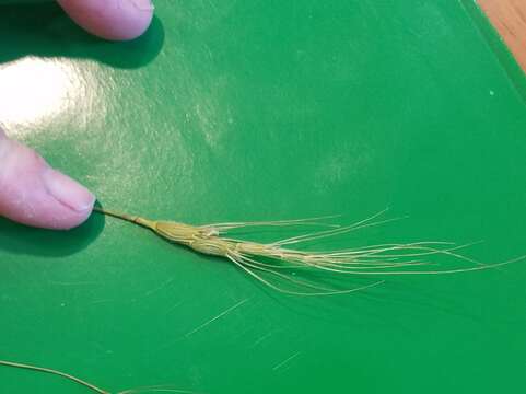 Image of barbed goatgrass