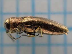 Image of St. John's Wort Root Borer