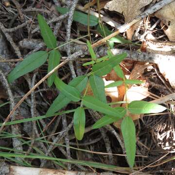 Image of Pinos Altos Mountain bean