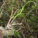 Image of Epidendrum cylindrostachys Rchb. fil. & Warsz.