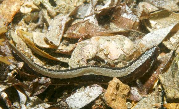 Image of Frosted snake blenny