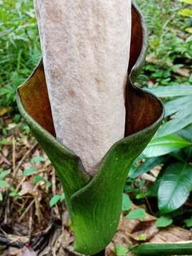 Image of Amorphophallus hewittii Alderw.