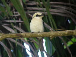 Image of Todiramphus tutus atiu (Holyoak 1974)