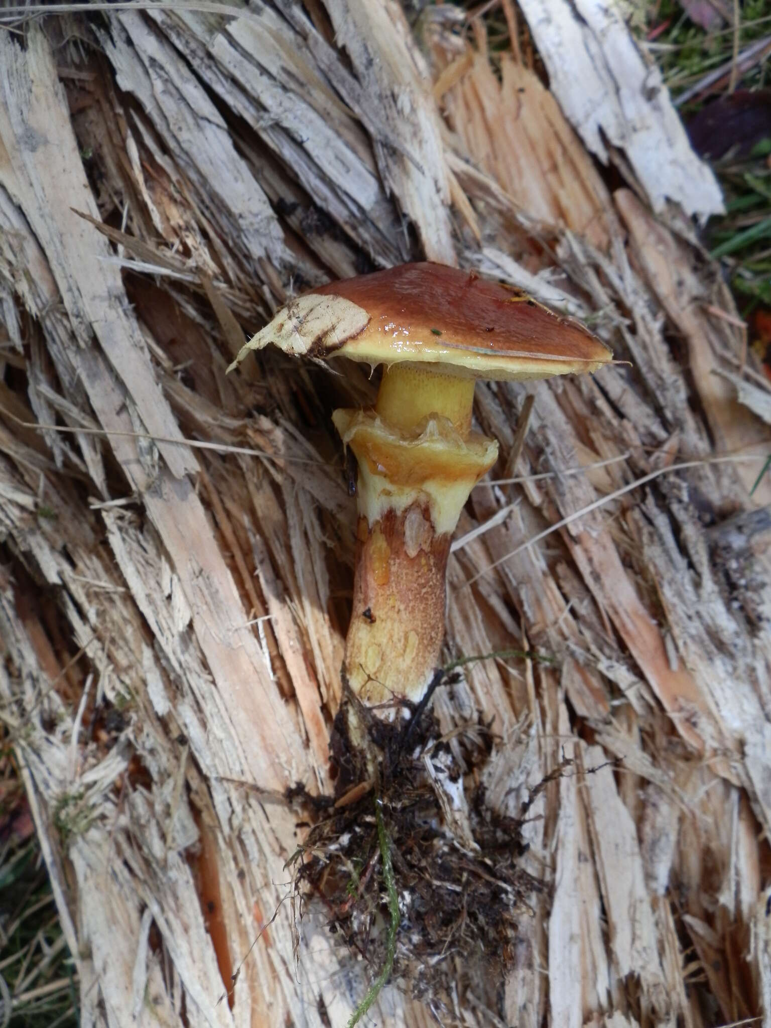 Image of Suillus grevillei (Klotzsch) Singer 1945