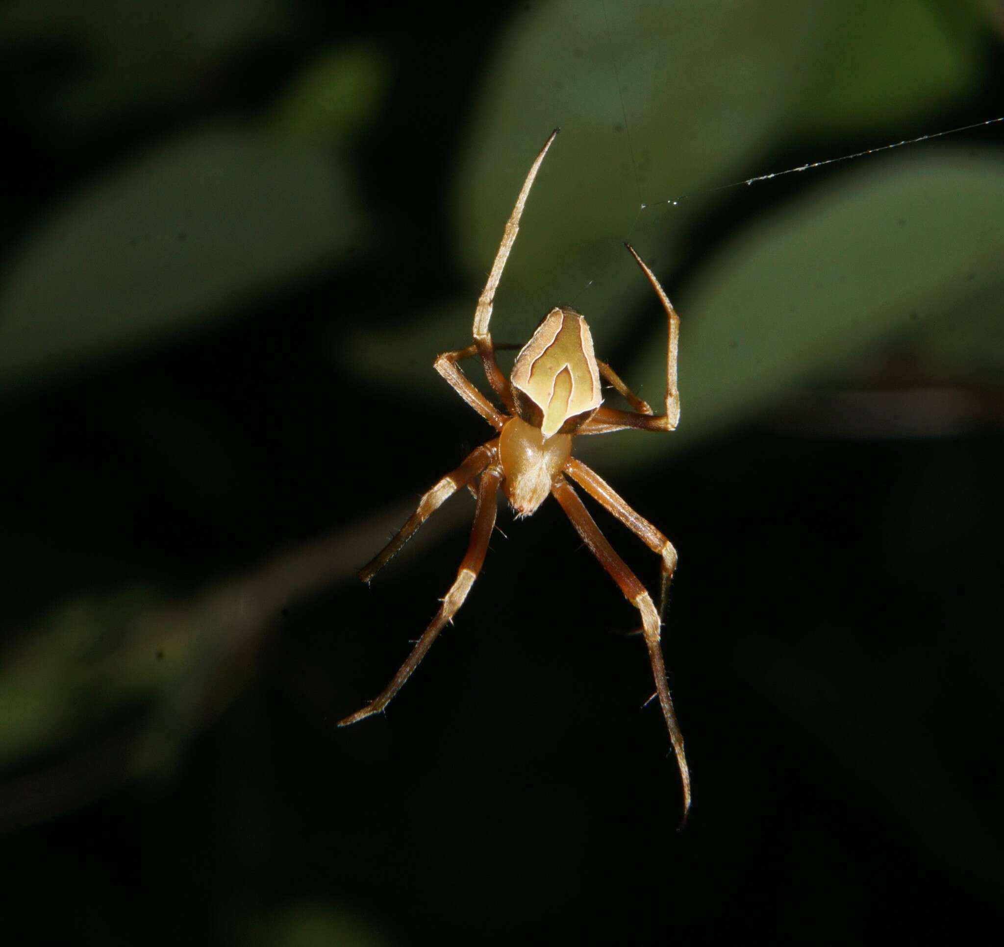 Image de Acacesia tenella (L. Koch 1871)