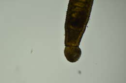 Image of <i>Mysidobdella californiensis</i>
