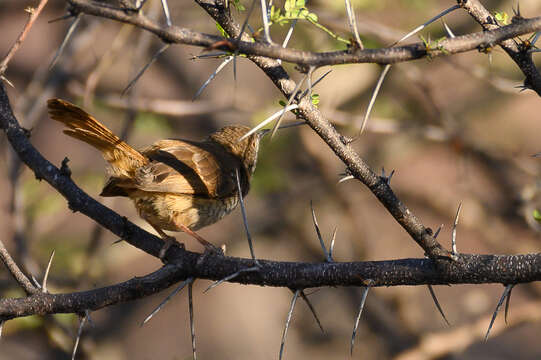 Image of Barred Wren-Warbler