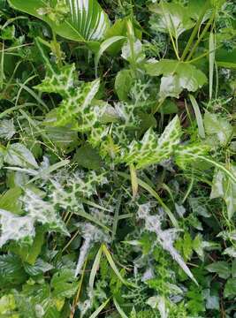 Image of Acanthus montanus (Nees) T. Anders.