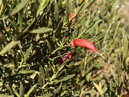 صورة Eremophila decipiens subsp. decipiens