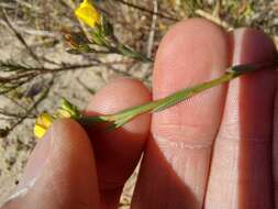 Слика од Linum thesioides Bartl.