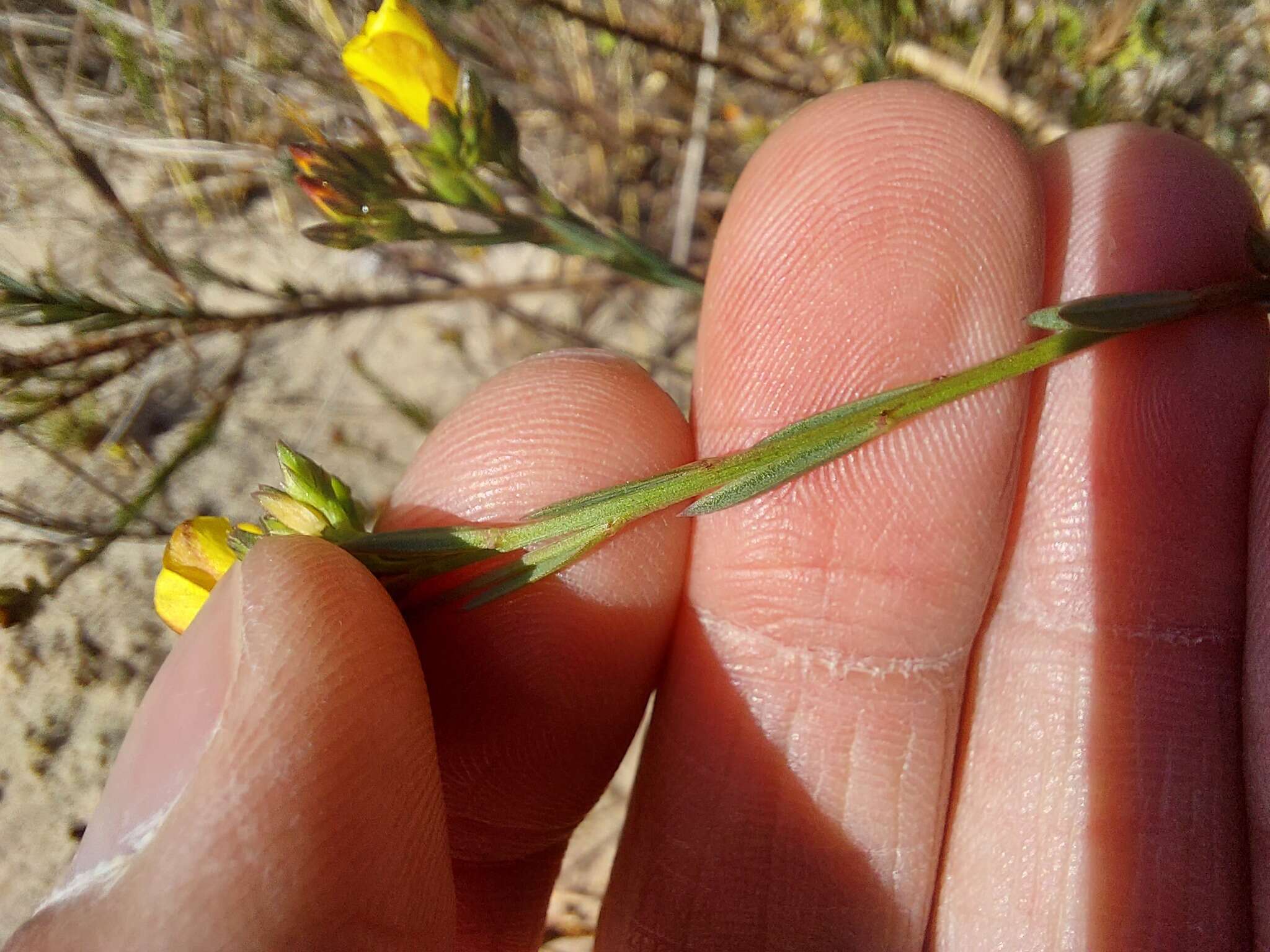 Слика од Linum thesioides Bartl.