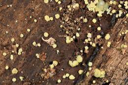 Image of Trichoderma deliquescens (Sopp) Jaklitsch 2011