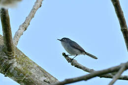 صورة Polioptila caerulea cozumelae Griscom 1926