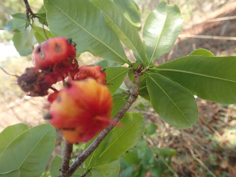 Image de Ochna pervilleana Baill.