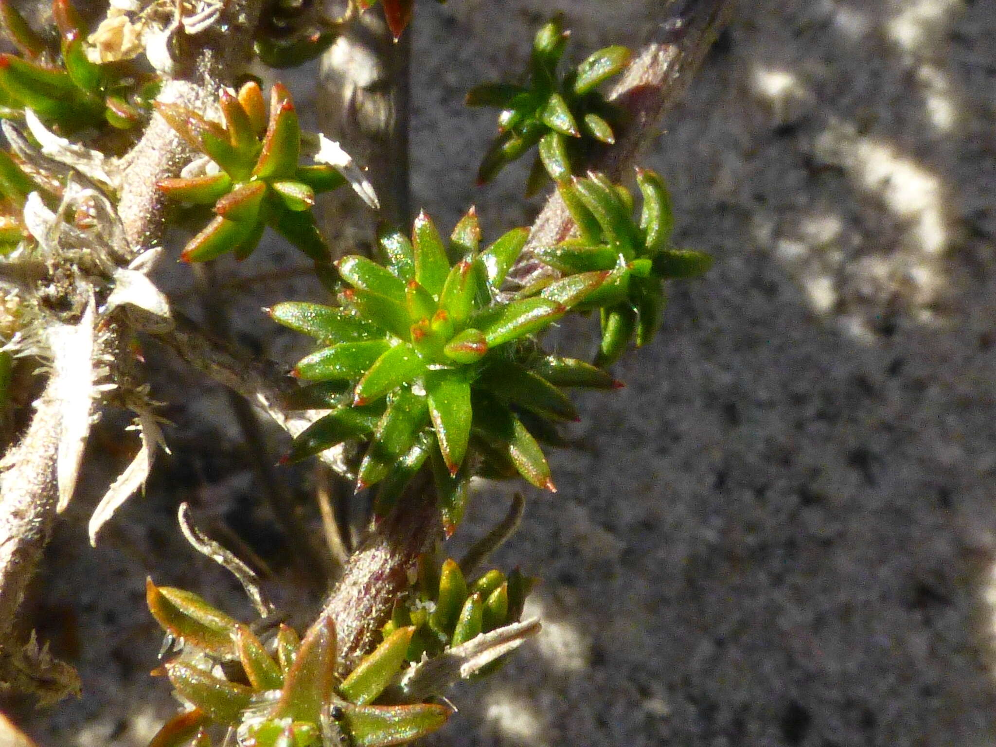 Image of Roella arenaria Schltr.