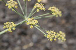 Image of Ducrosia flabellifolia Boiss.