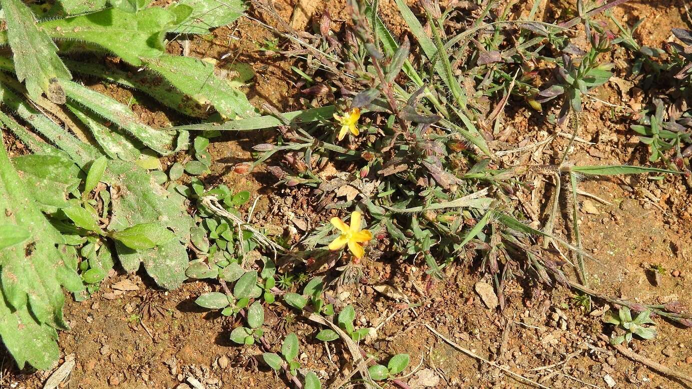 Image of Hypericum silenoides Juss.