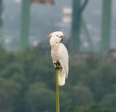 Cacatua sulphurea citrinocristata (Fraser 1844) resmi