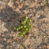 Image of Hyalosperma demissum (A. Gray) P. G. Wilson