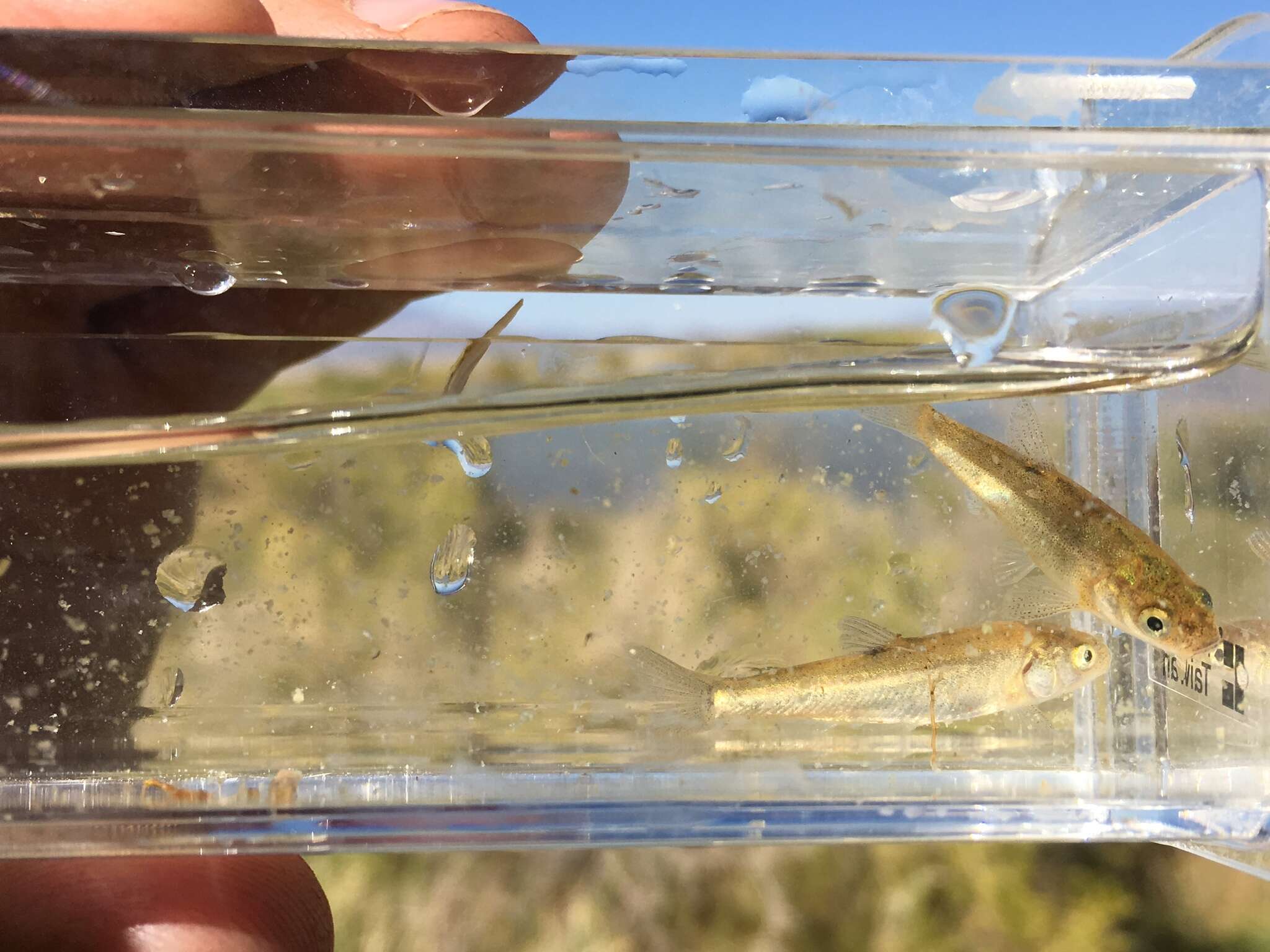 Image of Borax Lake chub