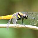 Imagem de Lyriothemis bivittata (Rambur 1842)