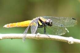 Image of Lyriothemis bivittata (Rambur 1842)