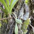 Image of Clowesia thylaciochila (Lem.) Dodson