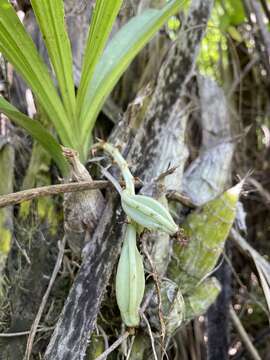 Image de Clowesia thylaciochila (Lem.) Dodson