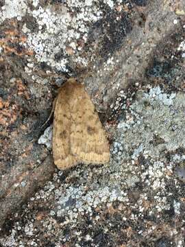 Image of The Mottled Rustic, Brungult Lövfly