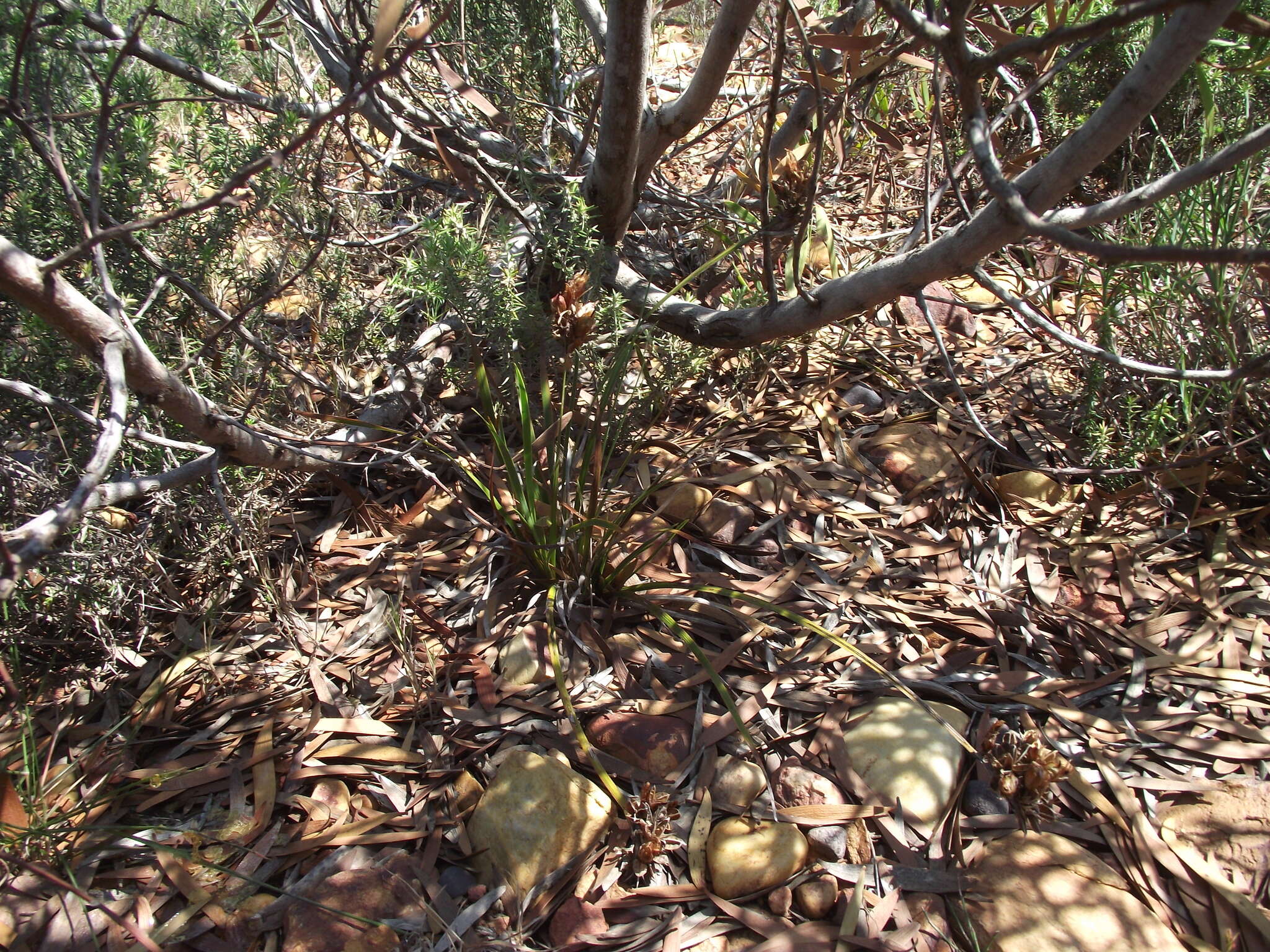 Image of Aristea abyssinica Pax