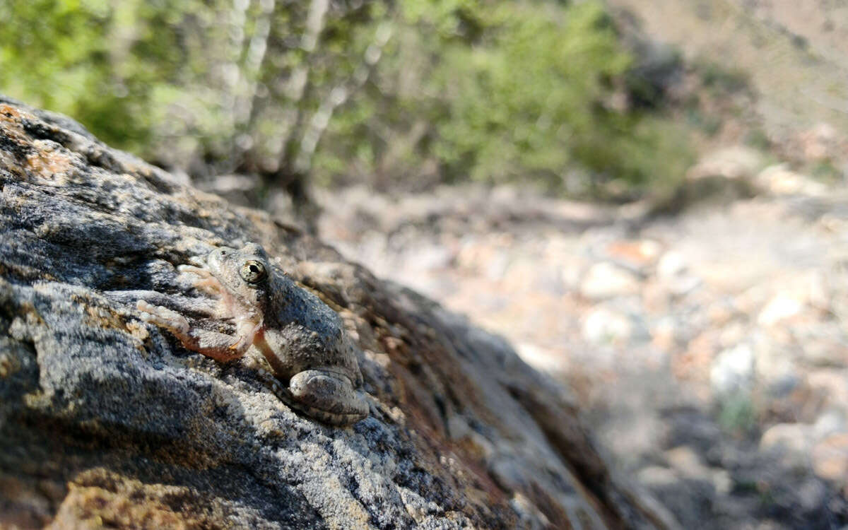 Image of California Chorus Frog