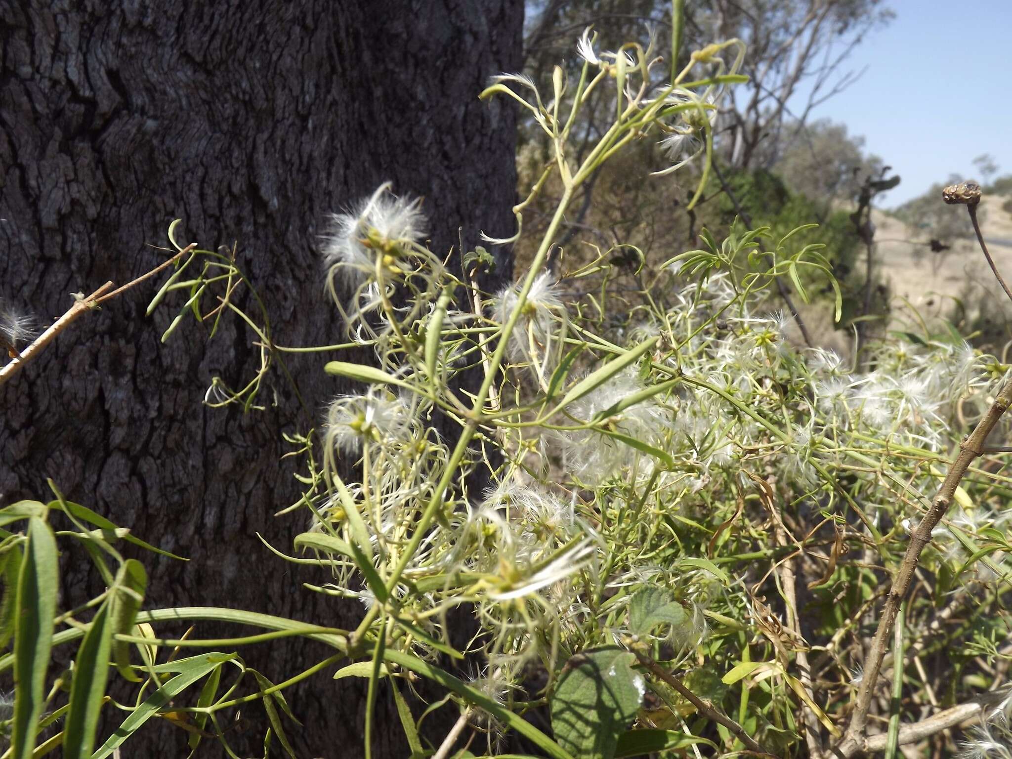 Imagem de Clematis decipiens H. Eichler ex Jeanes