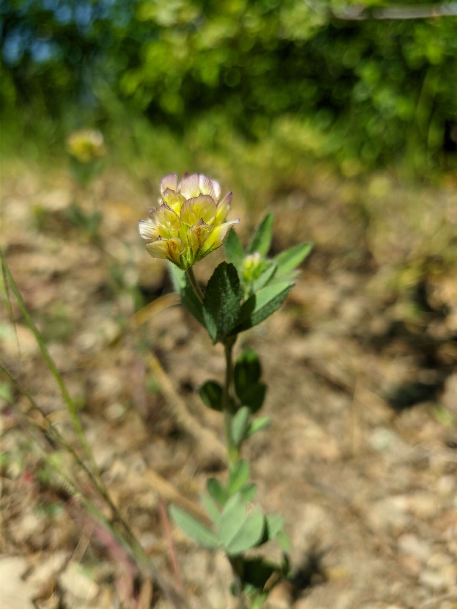 Imagem de Trifolium grandiflorum Schreb.