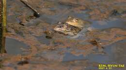 Image of Black-spotted frog