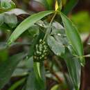 Image de Dracaena spicata Roxb.