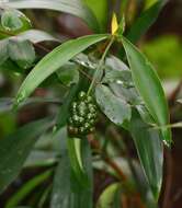 Plancia ëd Dracaena spicata Roxb.