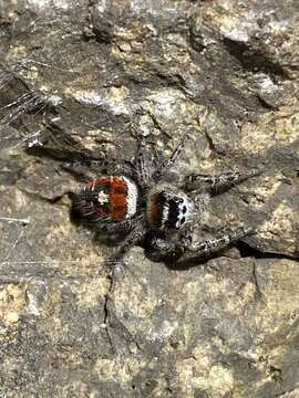 Image of Phidippus phoenix Edwards 2004