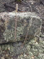 Image of Haworthia cooperi var. isabellae (Poelln.) M. B. Bayer