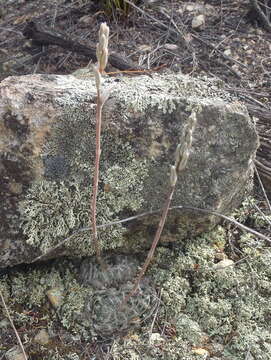 Image of Haworthia cooperi var. isabellae (Poelln.) M. B. Bayer