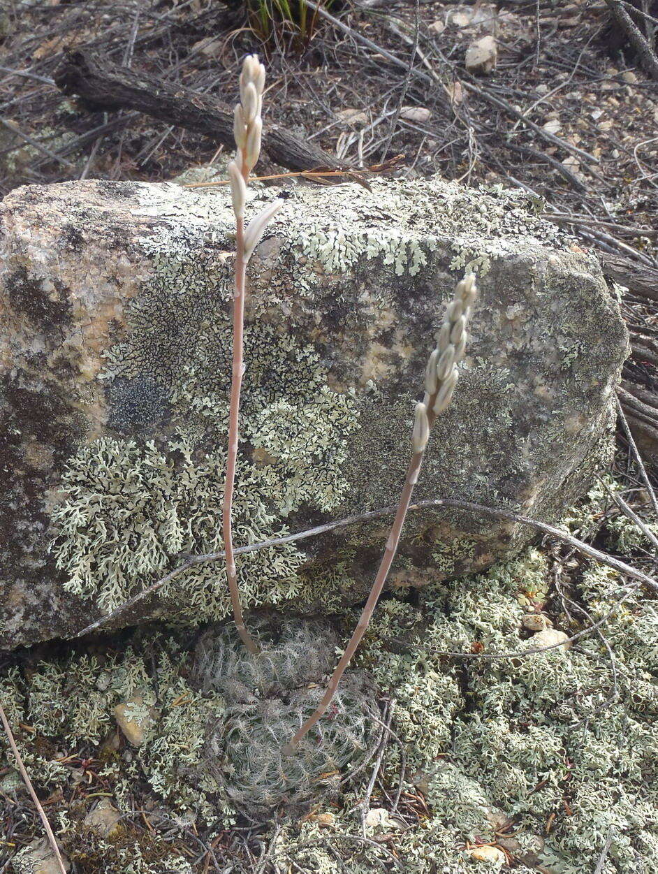 Image of Haworthia cooperi var. isabellae (Poelln.) M. B. Bayer