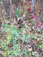 Image of Cooper's milkvetch