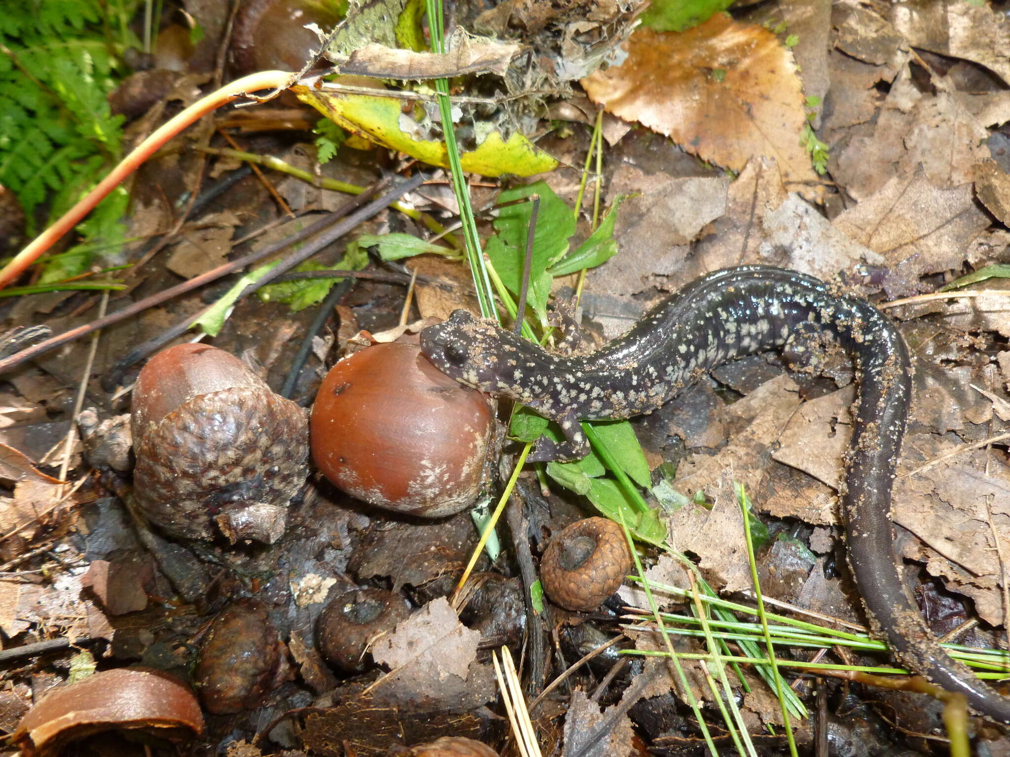 Image of White-spotted Salamander