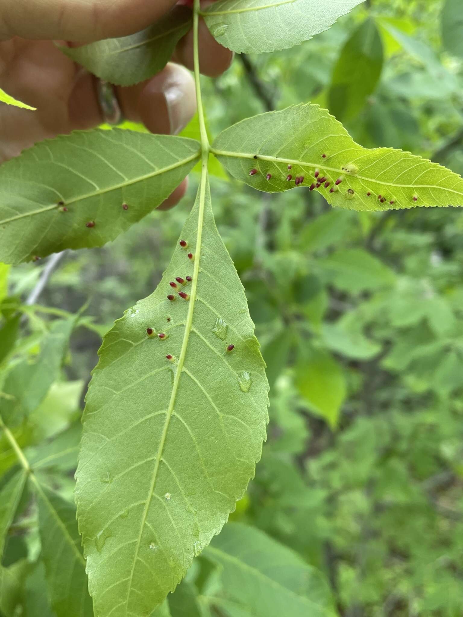 Image of Caryomyia striolata Gagne 2008