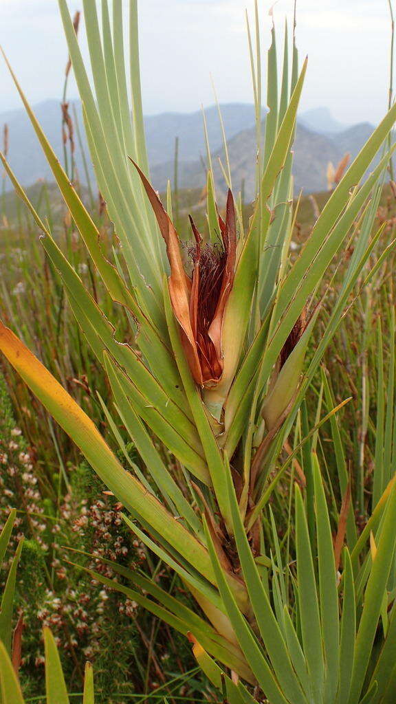 Image of Klattia stokoei L. Guthrie