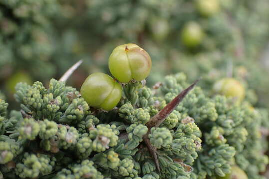 Image of Asparagus capensis var. litoralis Suess. & Karling