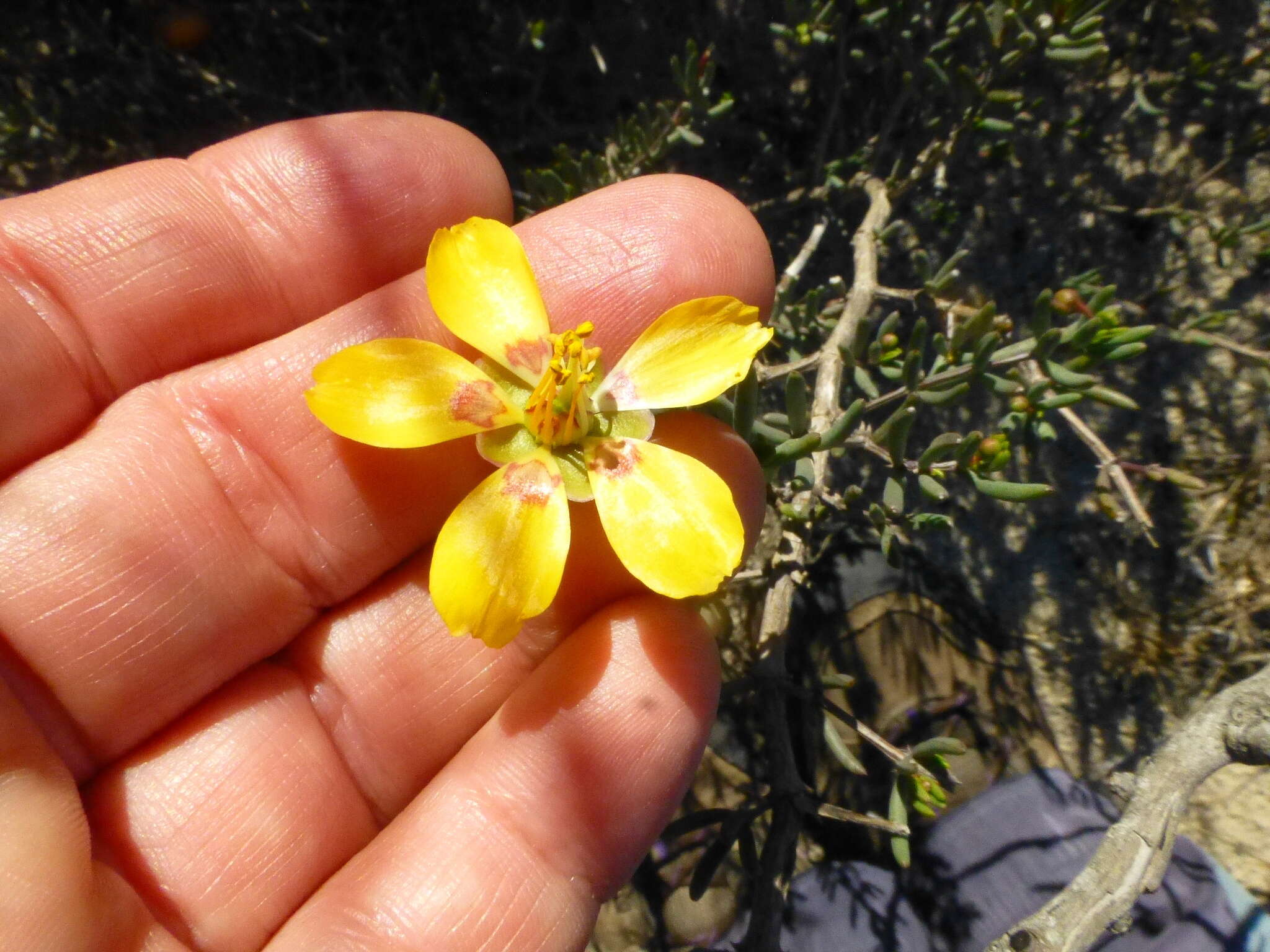 Sivun Roepera spinosa (L.) Beier & Thulin kuva