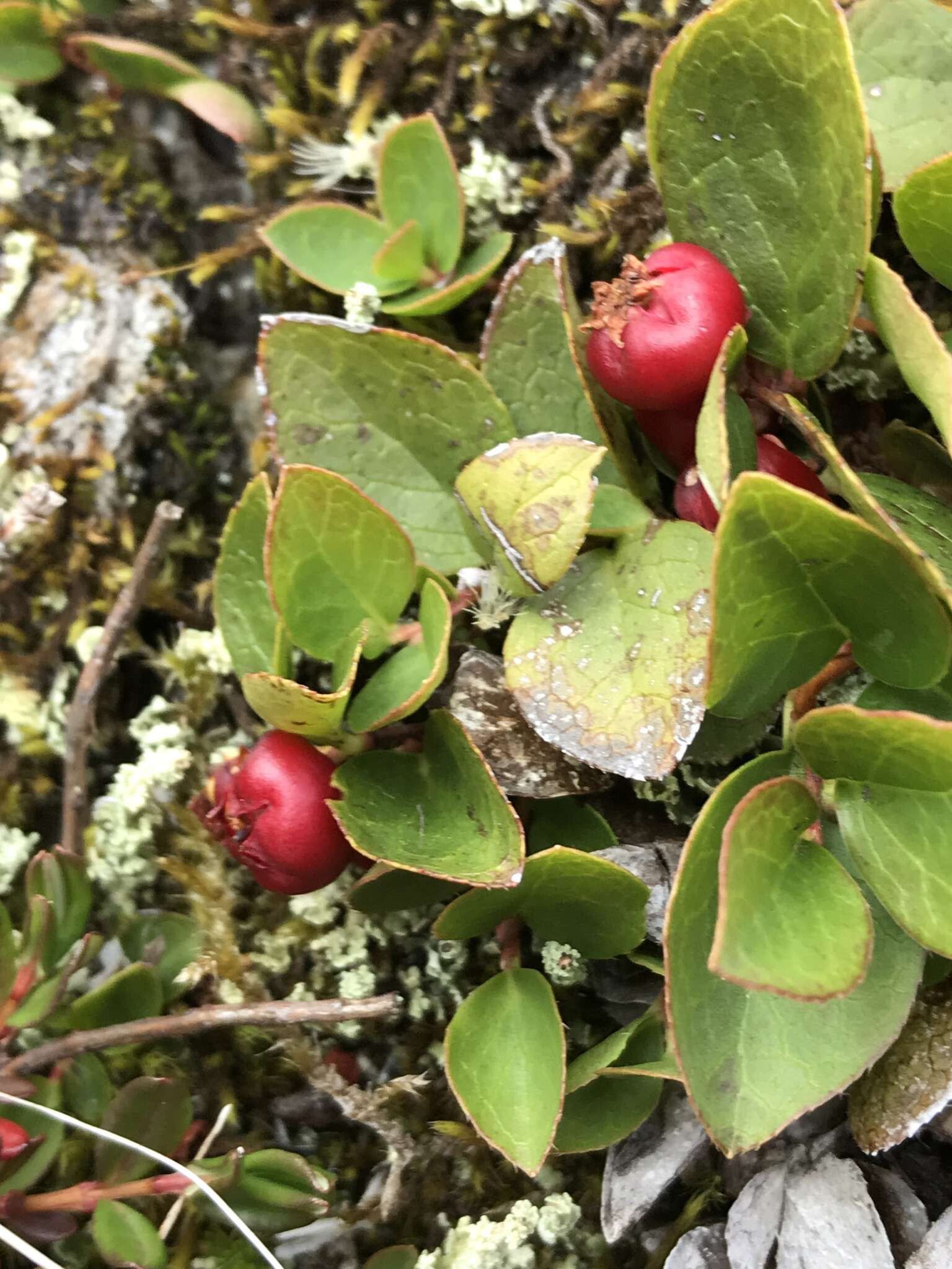 Gaultheria humifusa (R. Grah.) Rydb. resmi