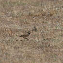 Image of Botha's Lark