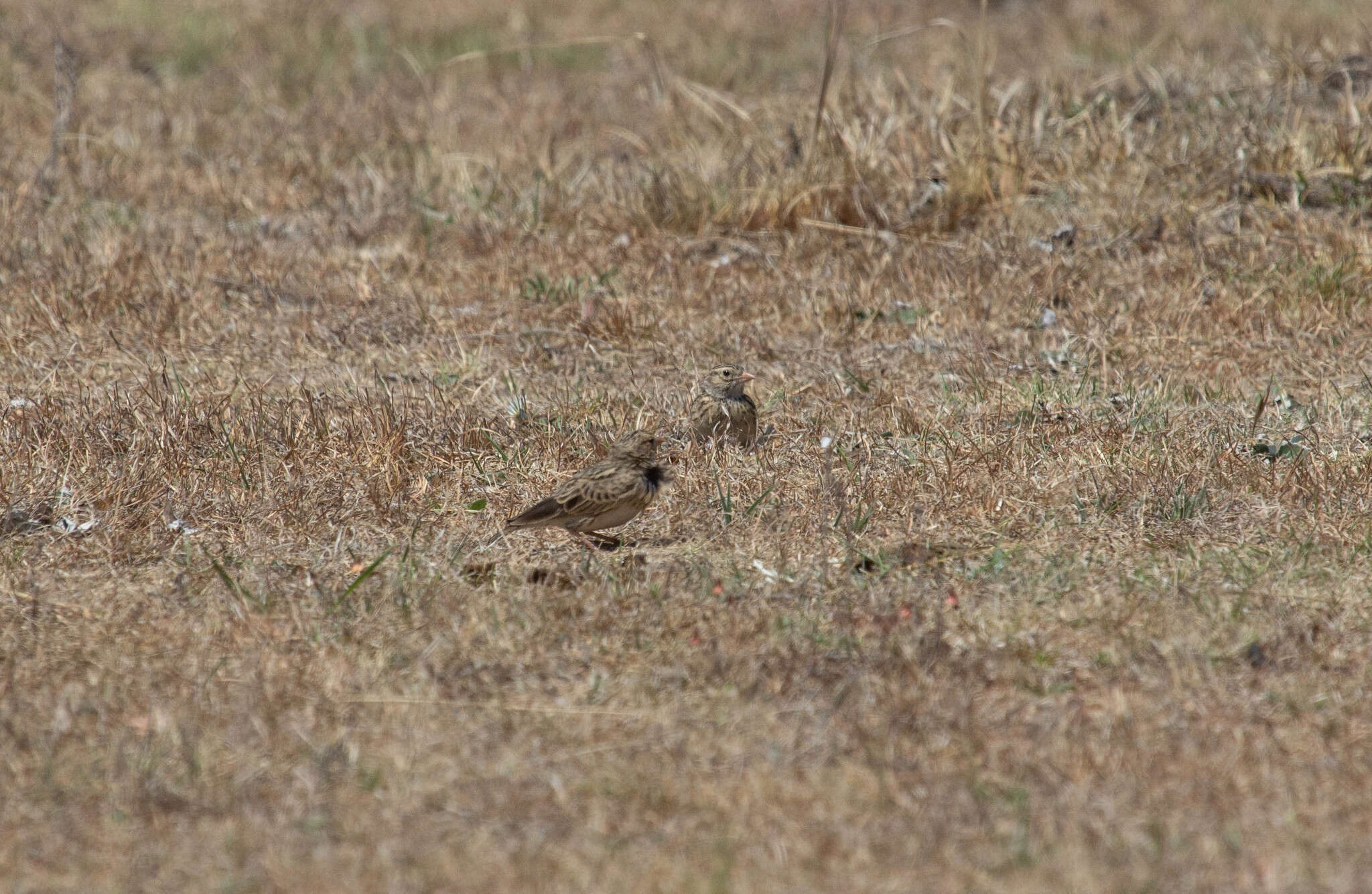 Image of Botha's Lark