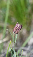 Image of Fritillaria montana Hoppe ex W. D. J. Koch